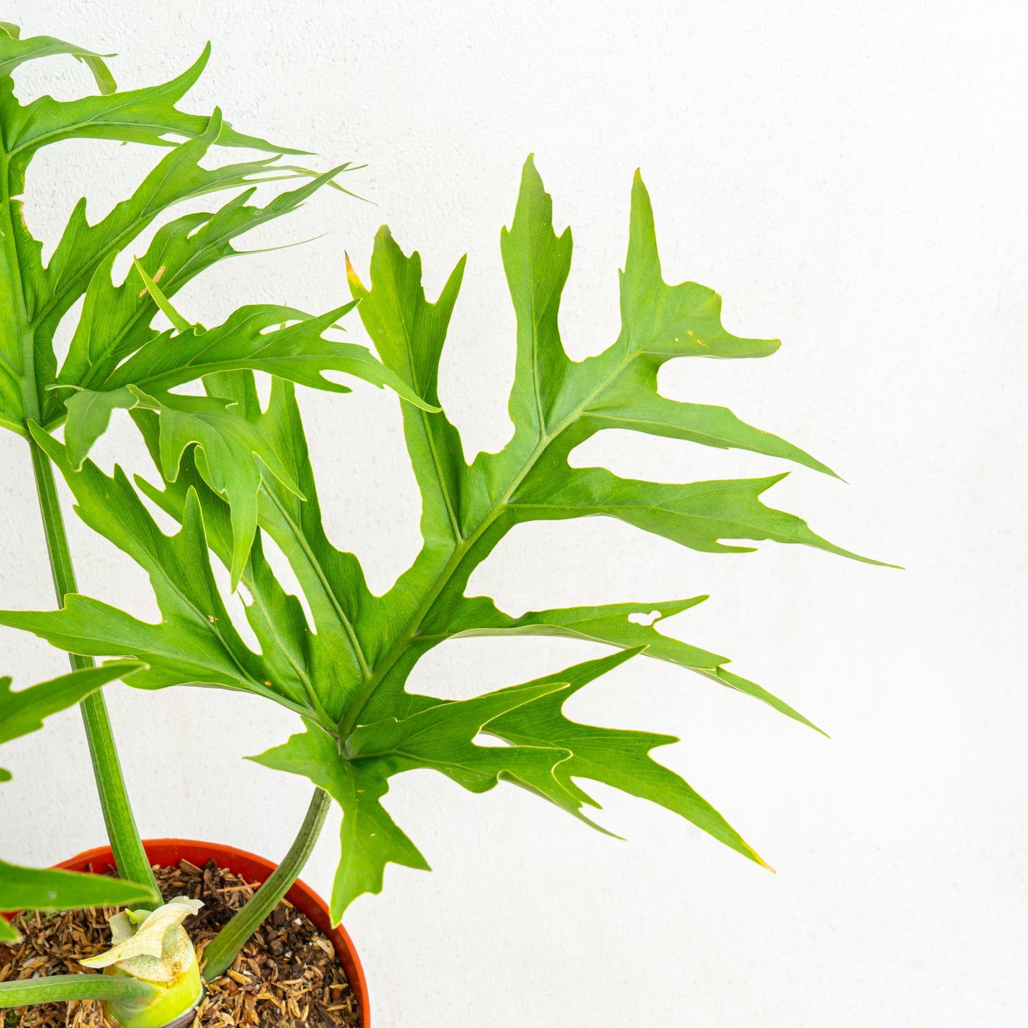 Philodendron Warscewiczii