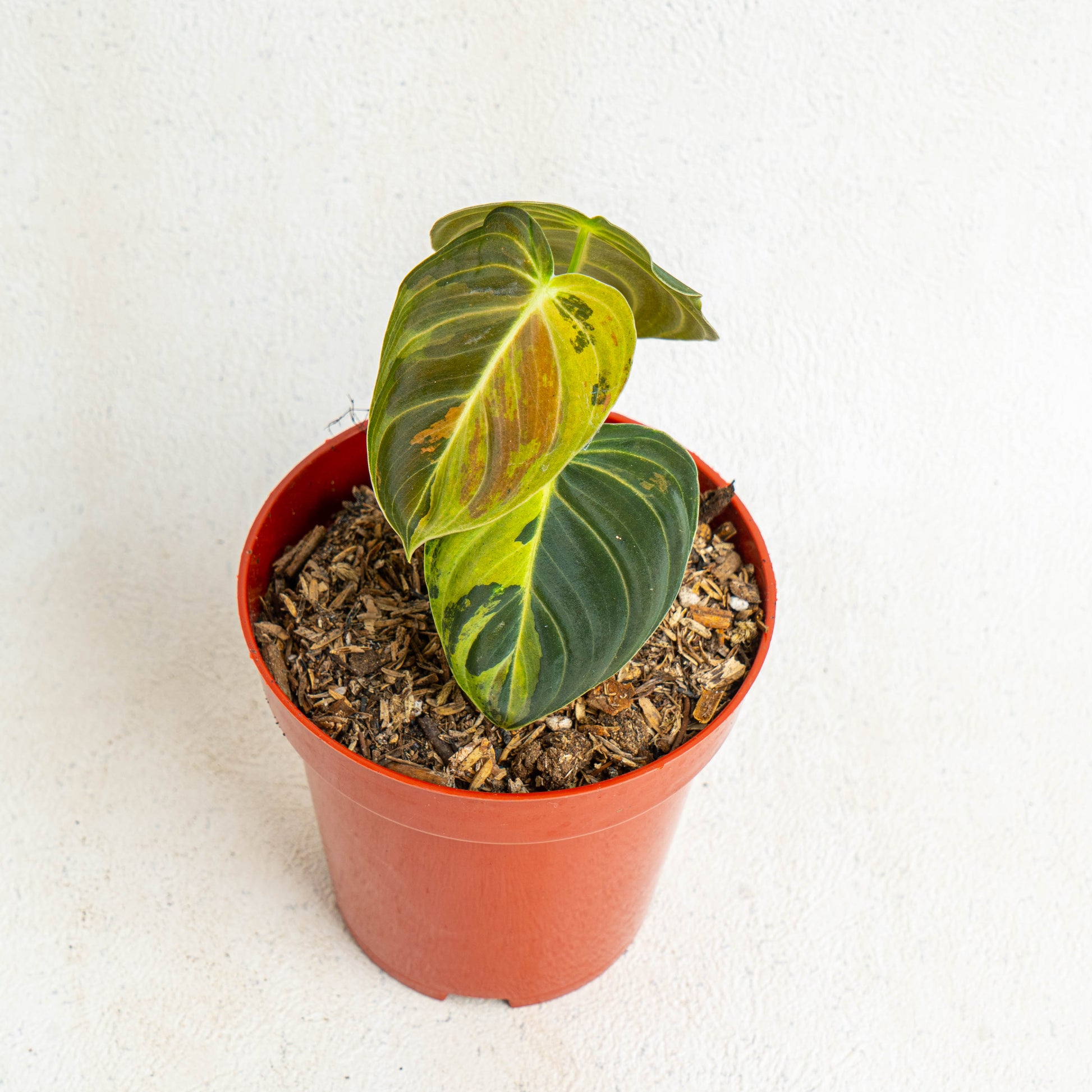 Philodendron Melanochrysum Variegated - Indonesian Rare Plants