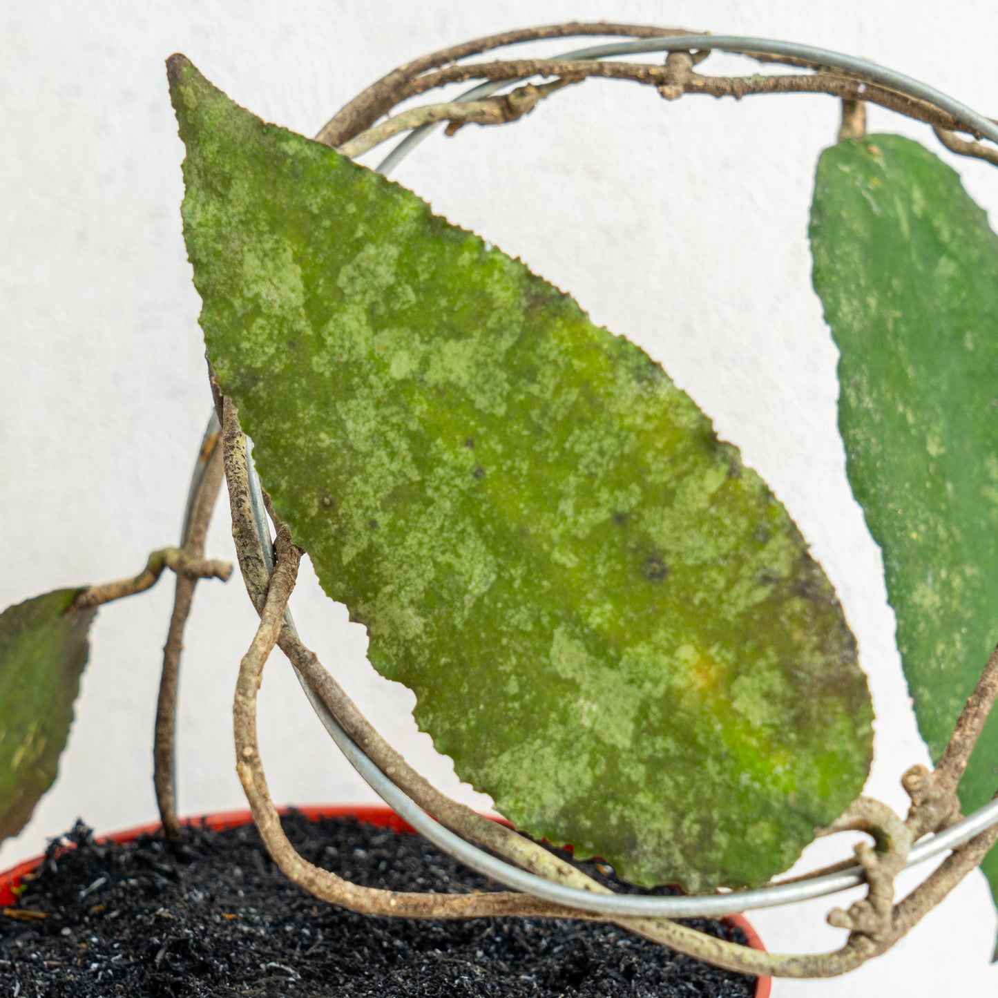Hoya Caudata Splash