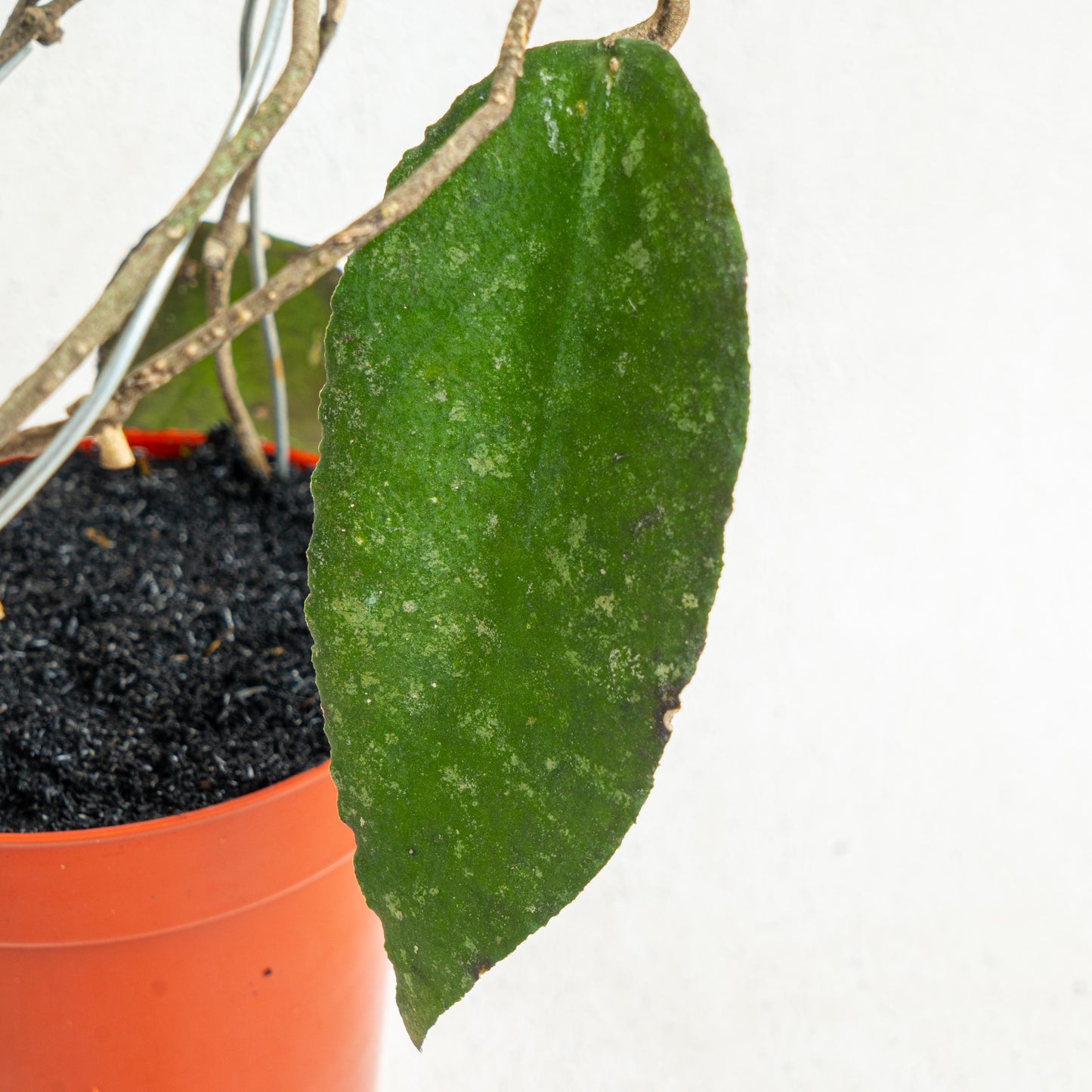 Hoya Caudata Splash