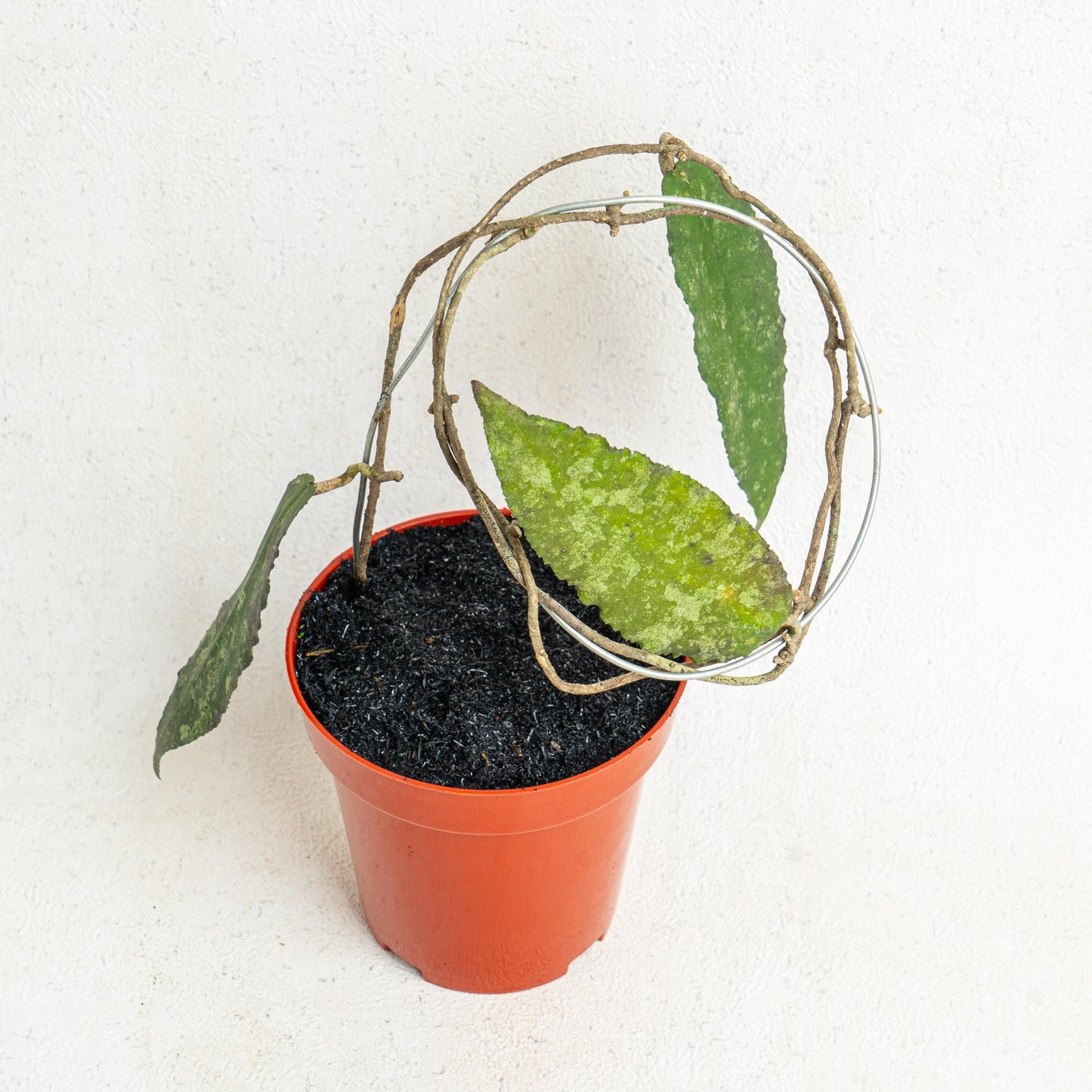 Hoya Caudata Splash - Indonesian Rare Plants