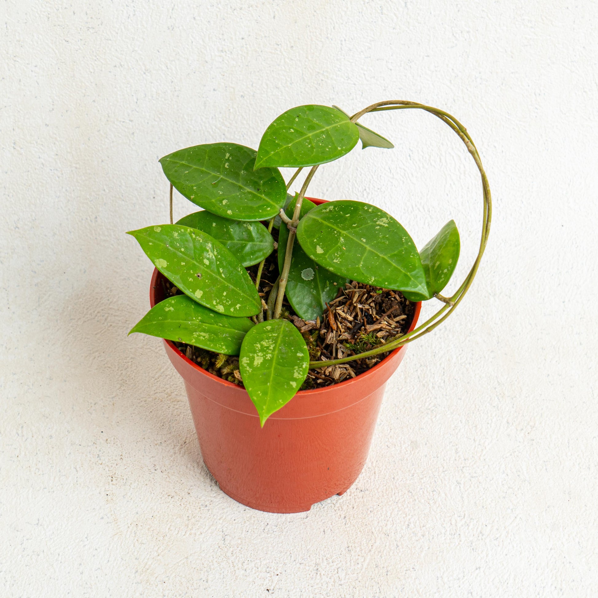 Hoya Verticillata Splash - Indonesian Rare Plants