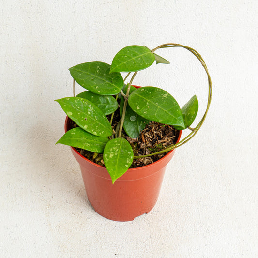 Hoya Verticillata Splash - Indonesian Rare Plants