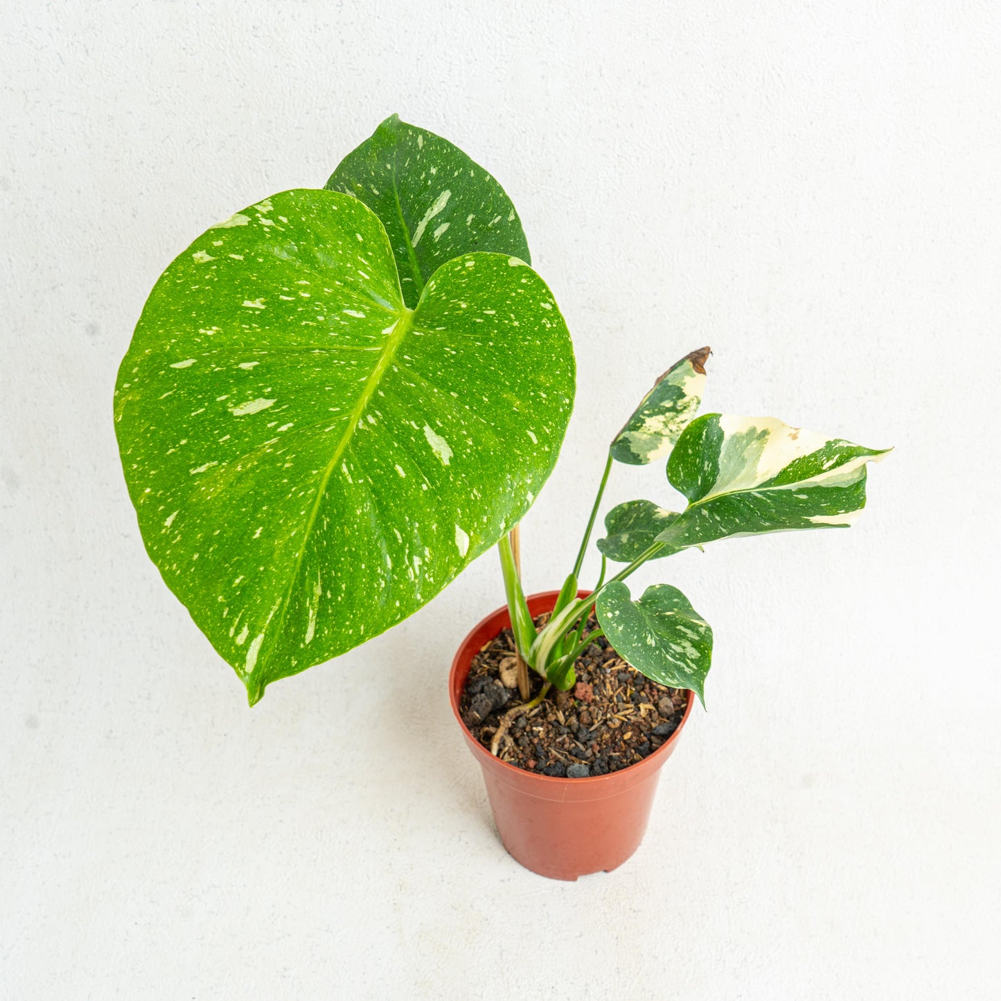 Monstera Thai Constellation small - Indonesian Rare Plants