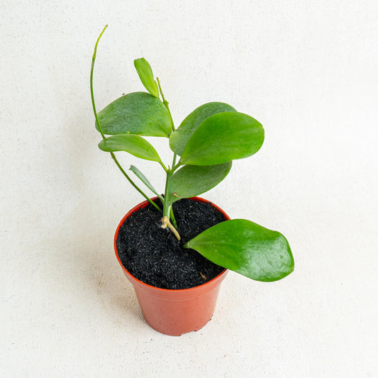 Hoya Anulata - Indonesian Rare Plants
