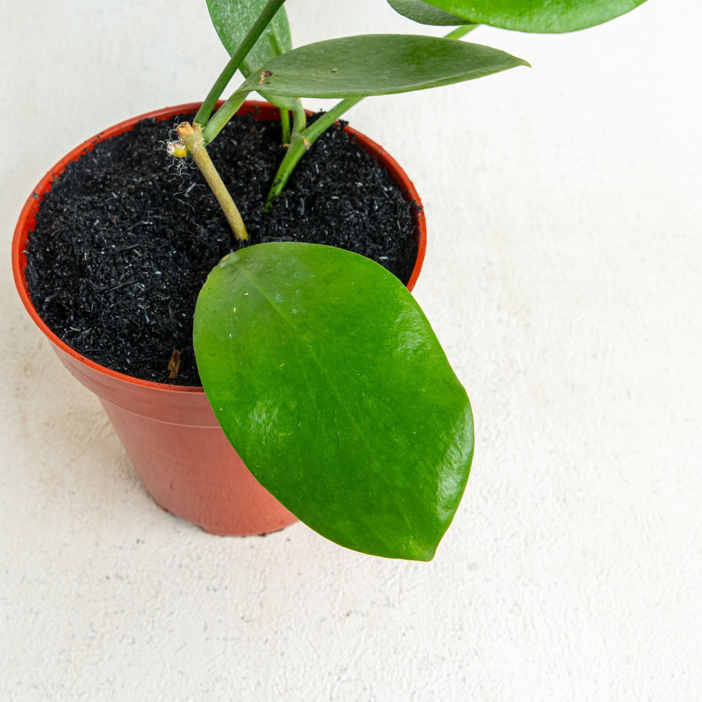 Hoya Anulata