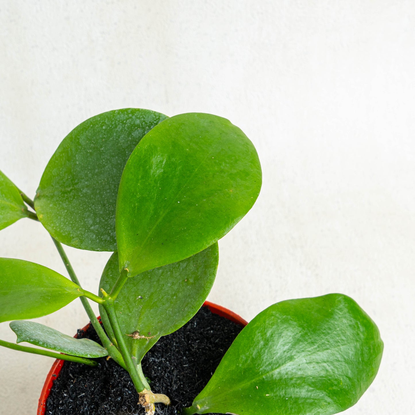 Hoya Anulata