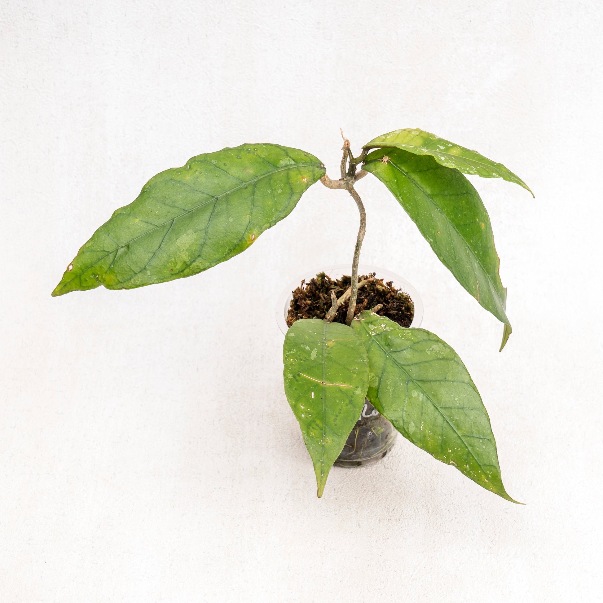Hoya SP Aceh - Indonesian Rare Plants