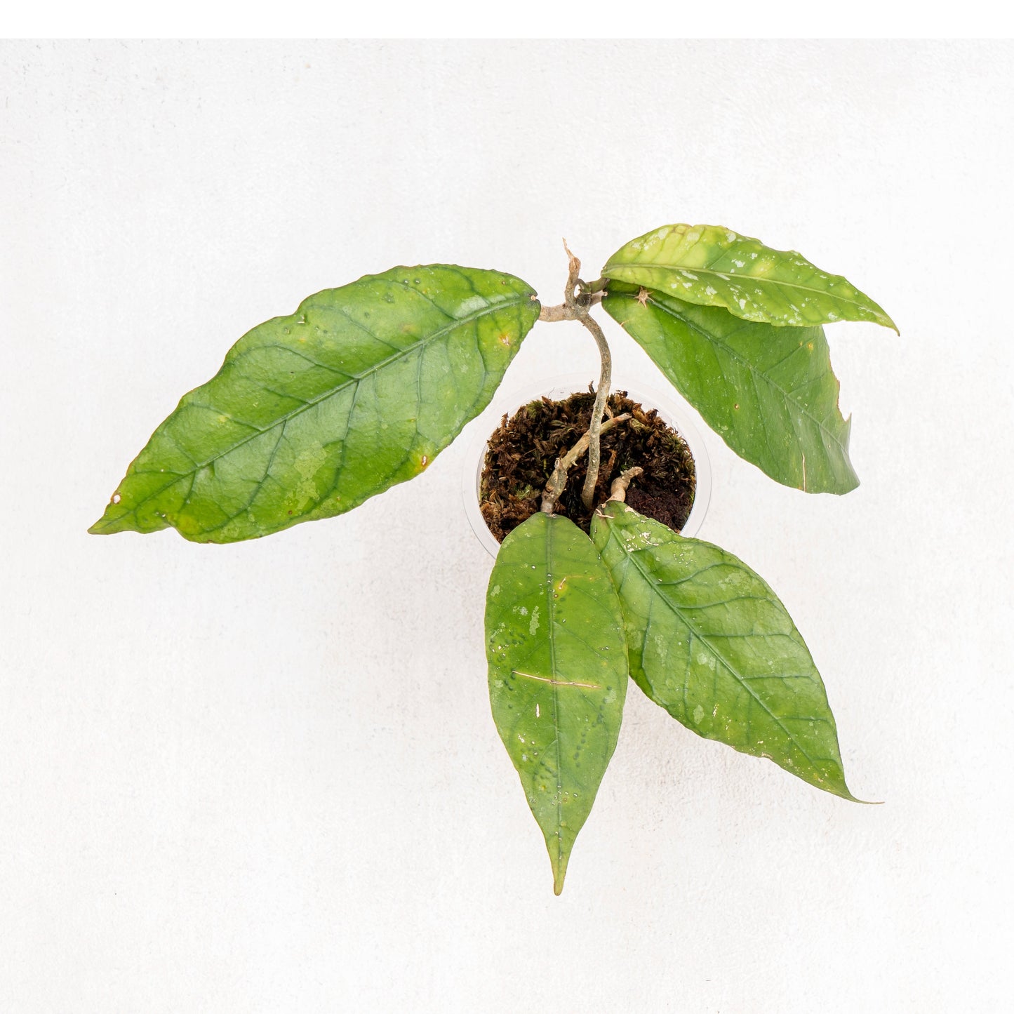 Hoya SP Aceh