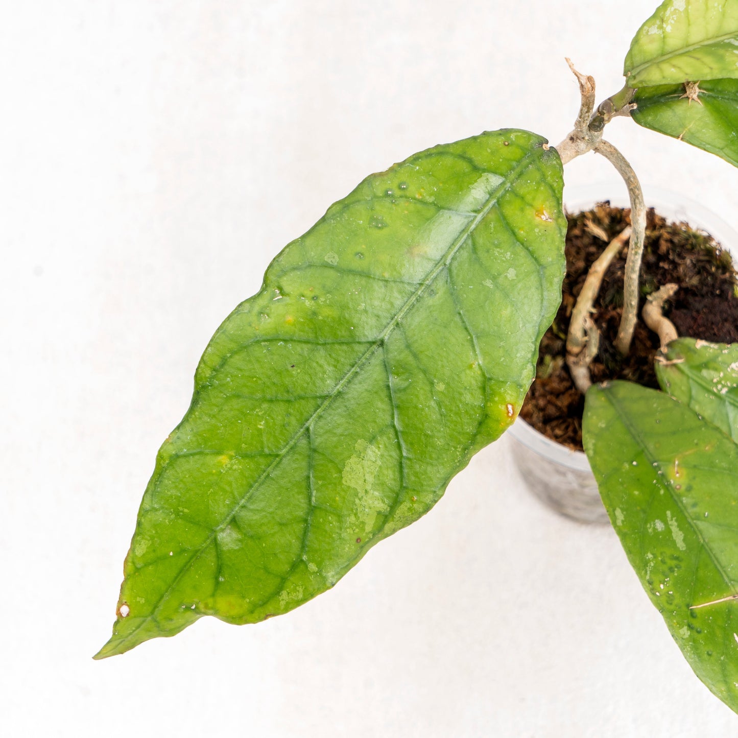 Hoya SP Aceh
