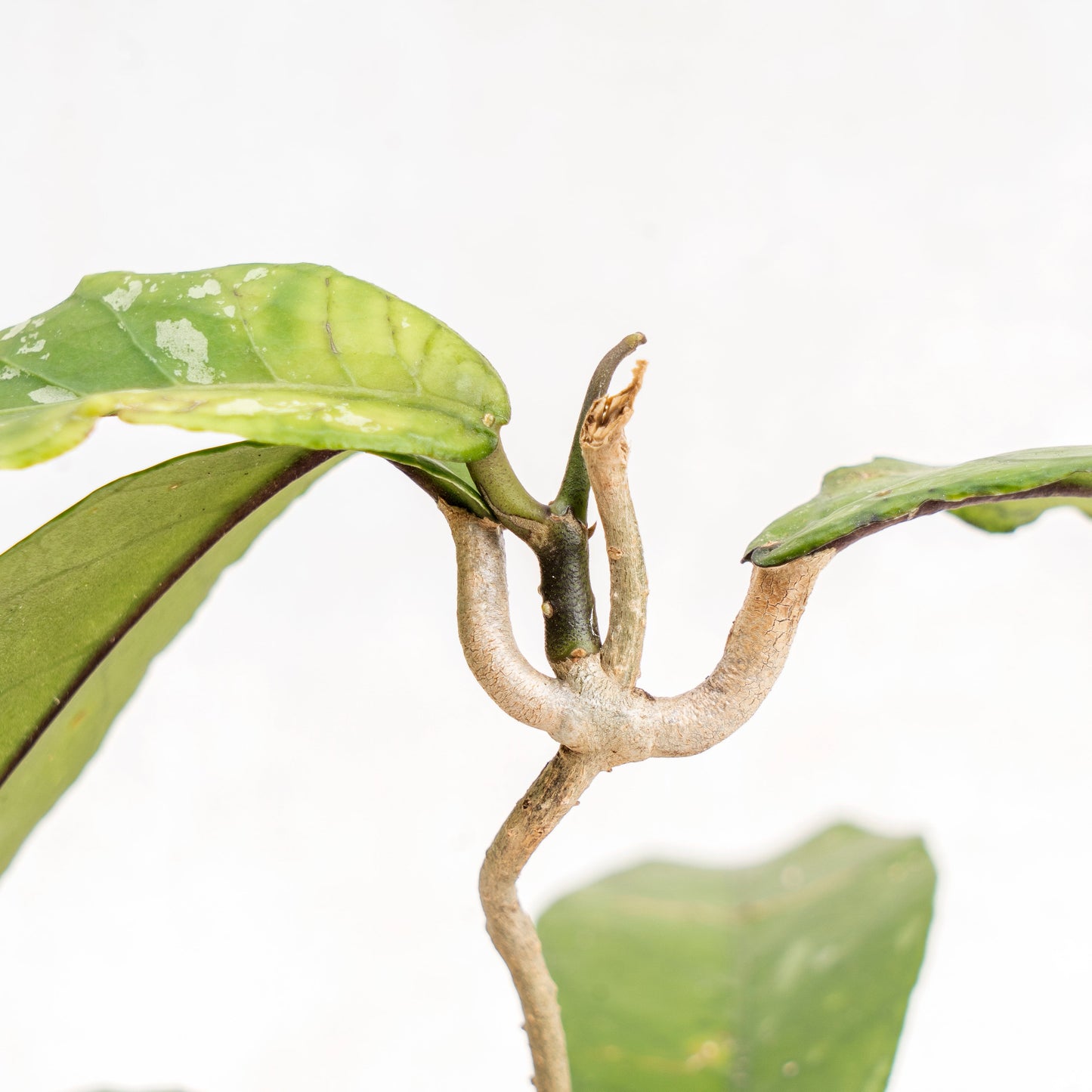 Hoya SP Aceh