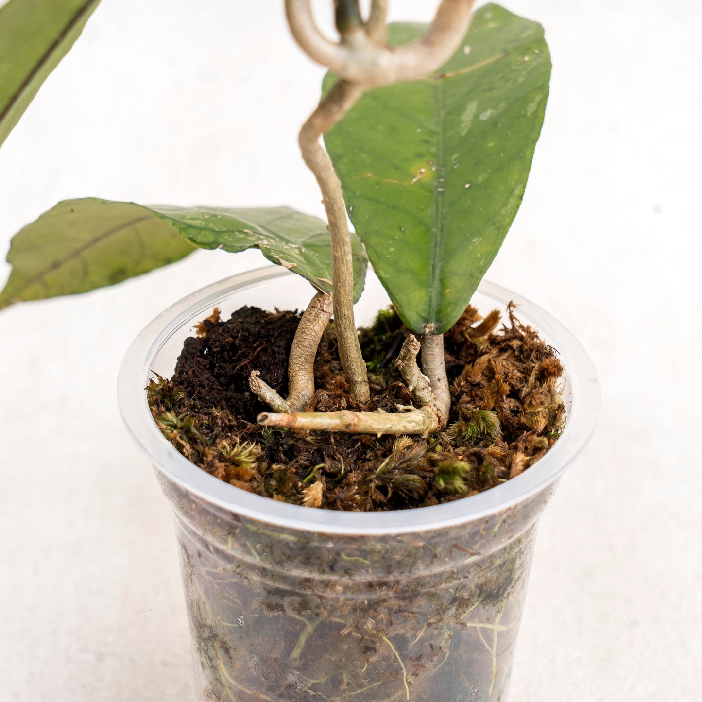 Hoya SP Aceh