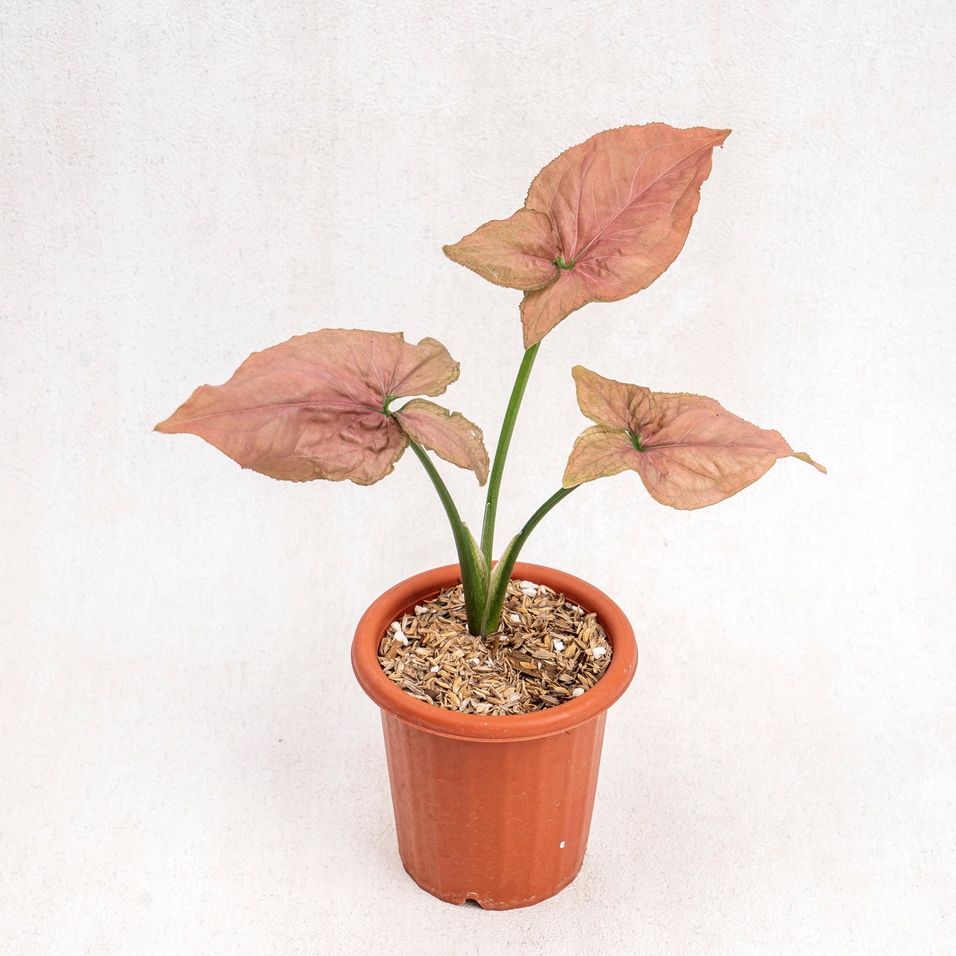 Syngonium Pink Perfection - Indonesian Rare Plants