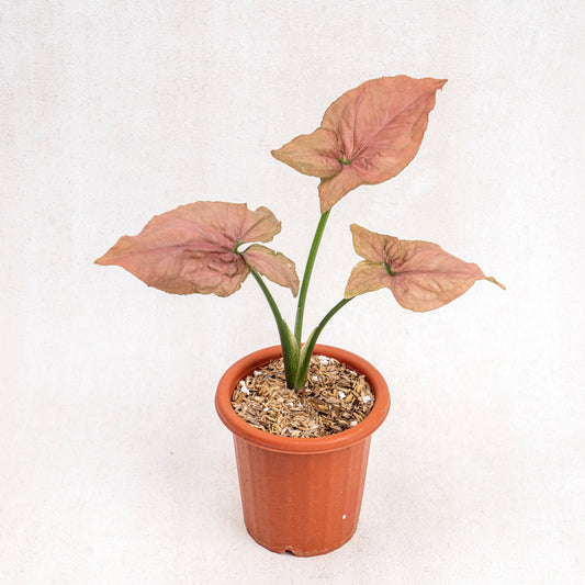 Syngonium Pink Perfection - Indonesian Rare Plants