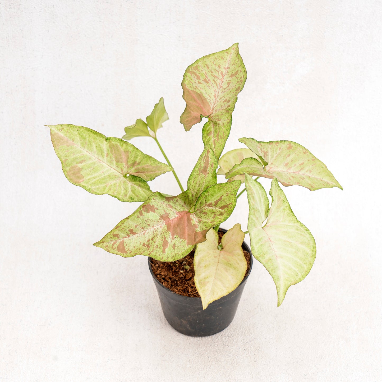 Syngonium Confetti - Indonesian Rare Plants