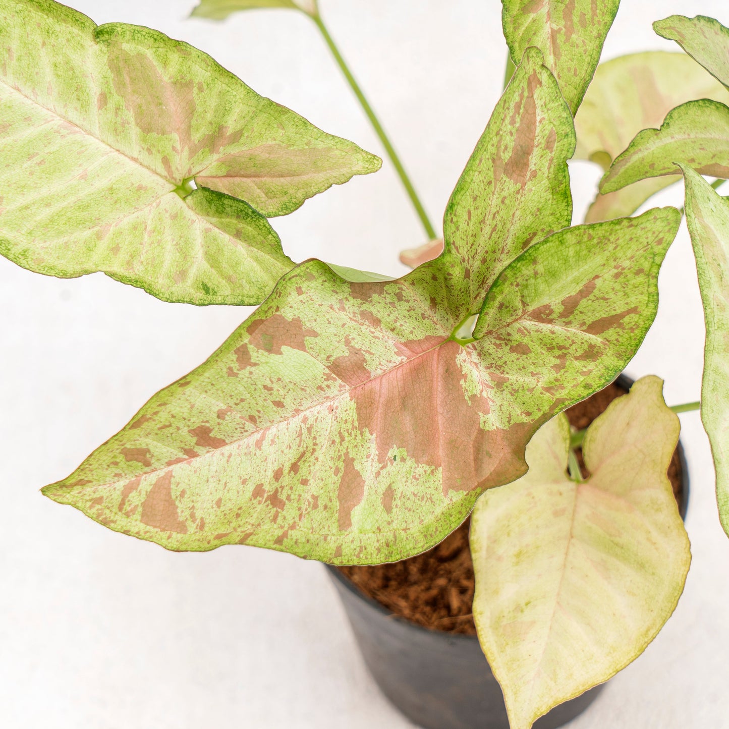 Syngonium Confetti