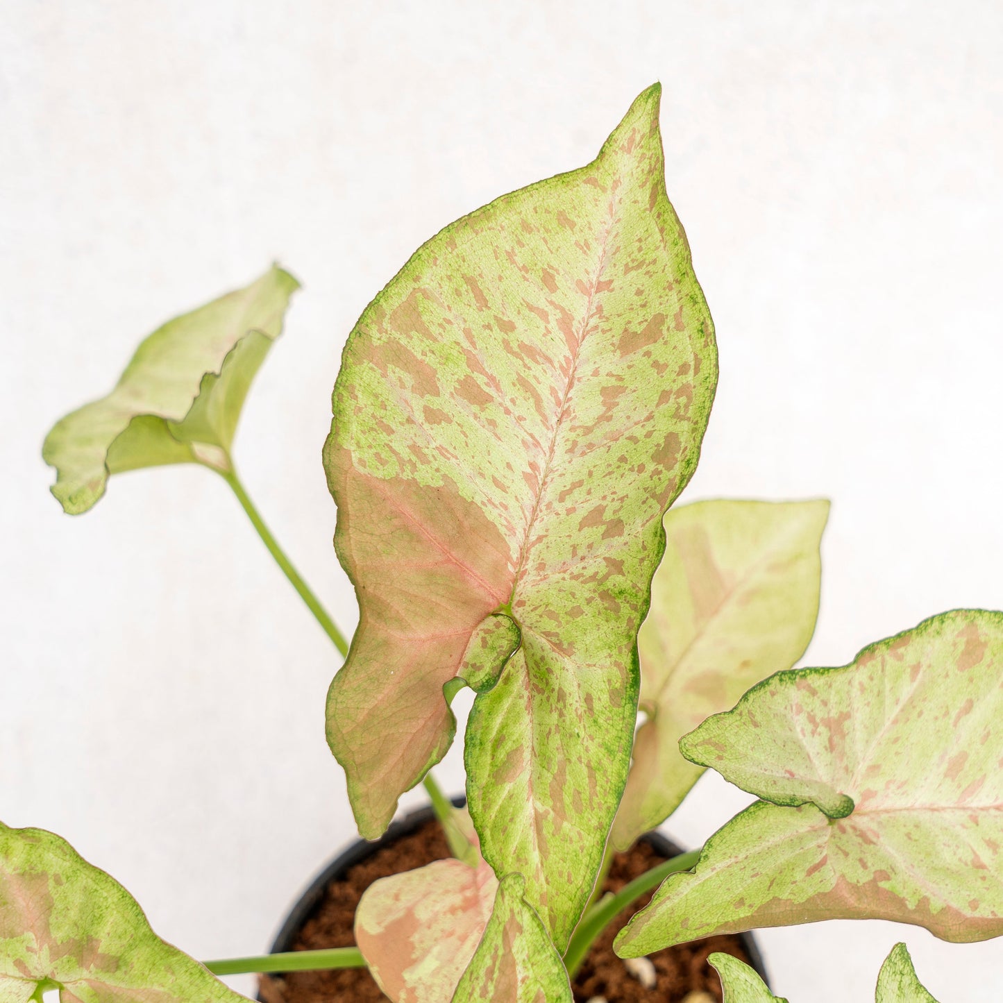 Syngonium Confetti