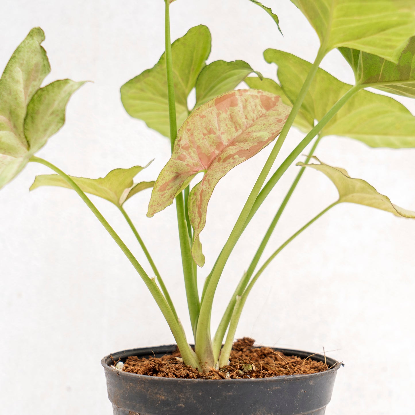 Syngonium Confetti