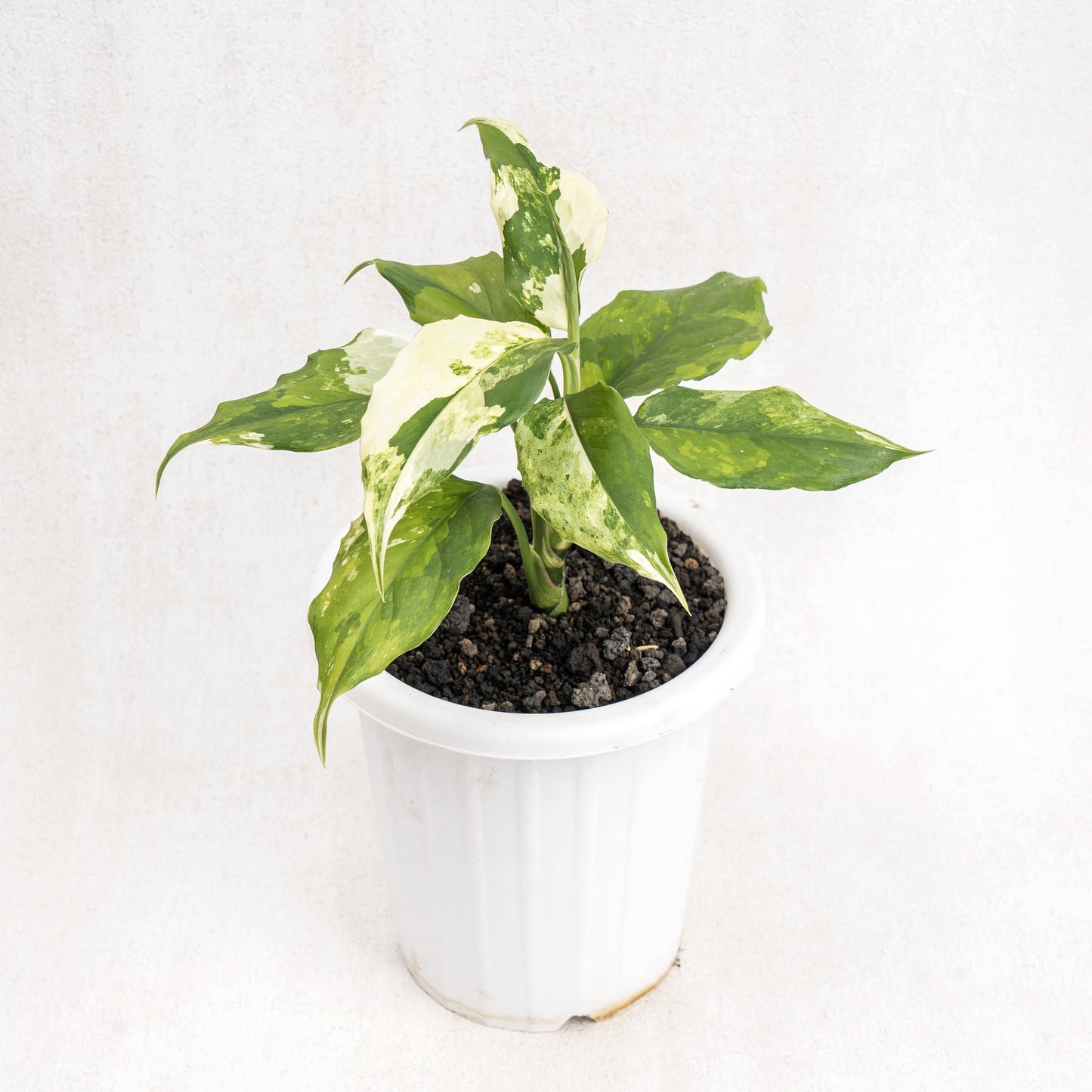 Aglaonema Modestum Variegated - Indonesian Rare Plants