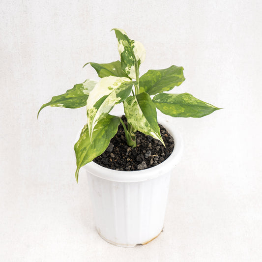 Aglaonema Modestum Variegated - Indonesian Rare Plants