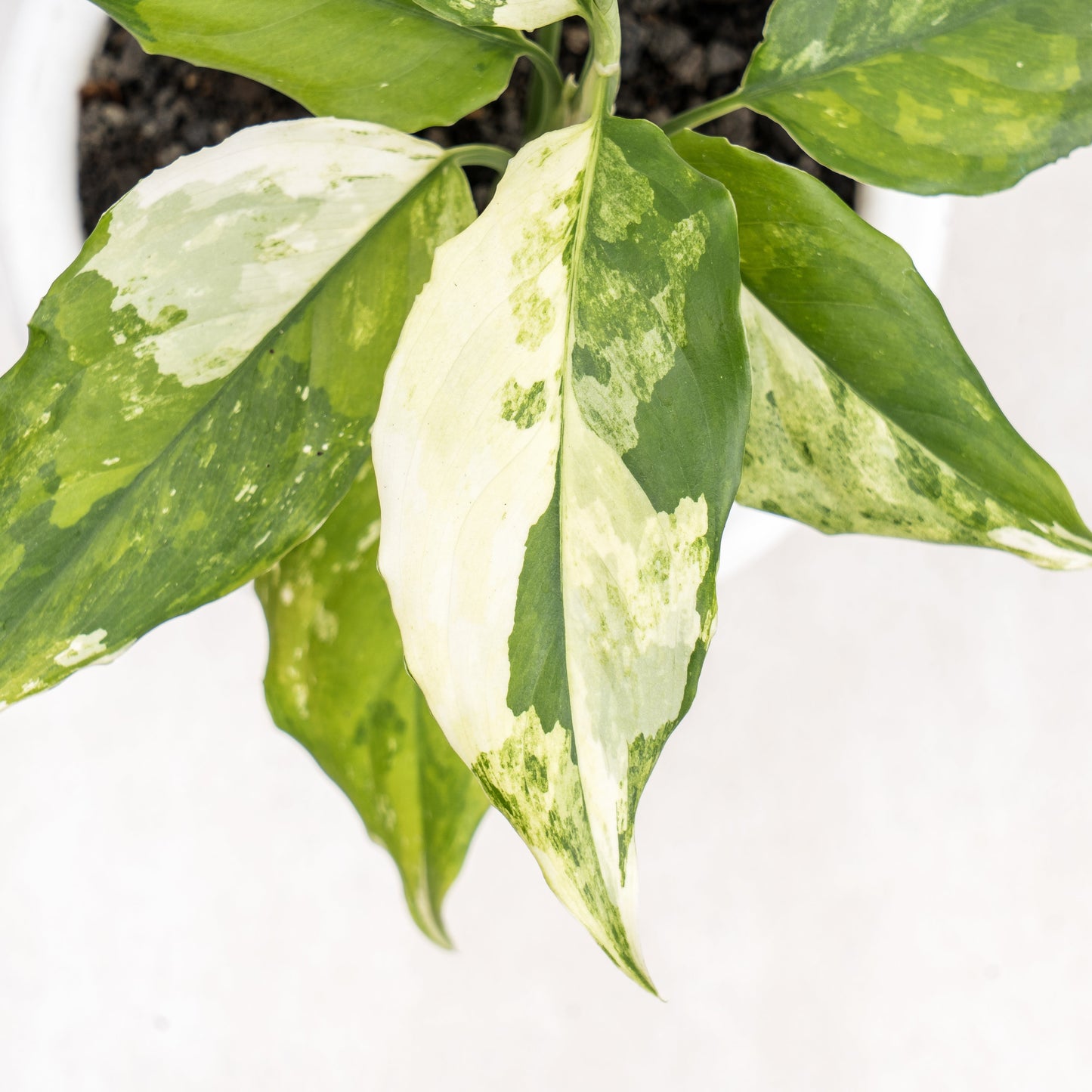 Aglaonema Modestum Variegated