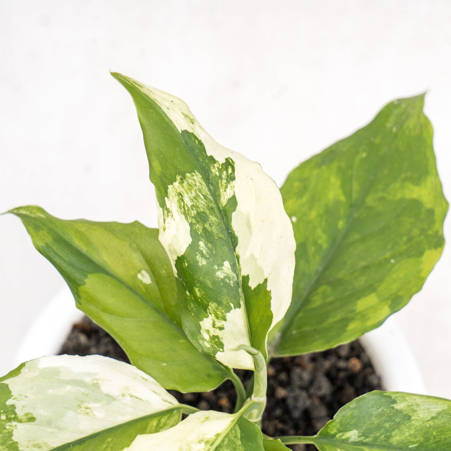 Aglaonema Modestum Variegated