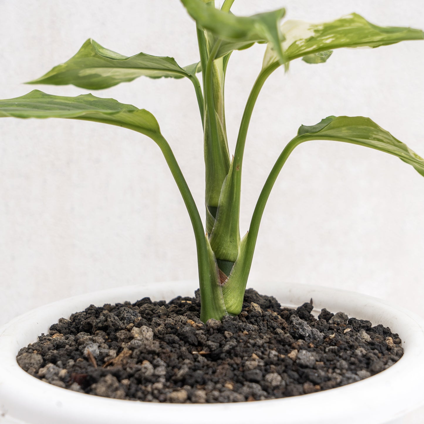 Aglaonema Modestum Variegated