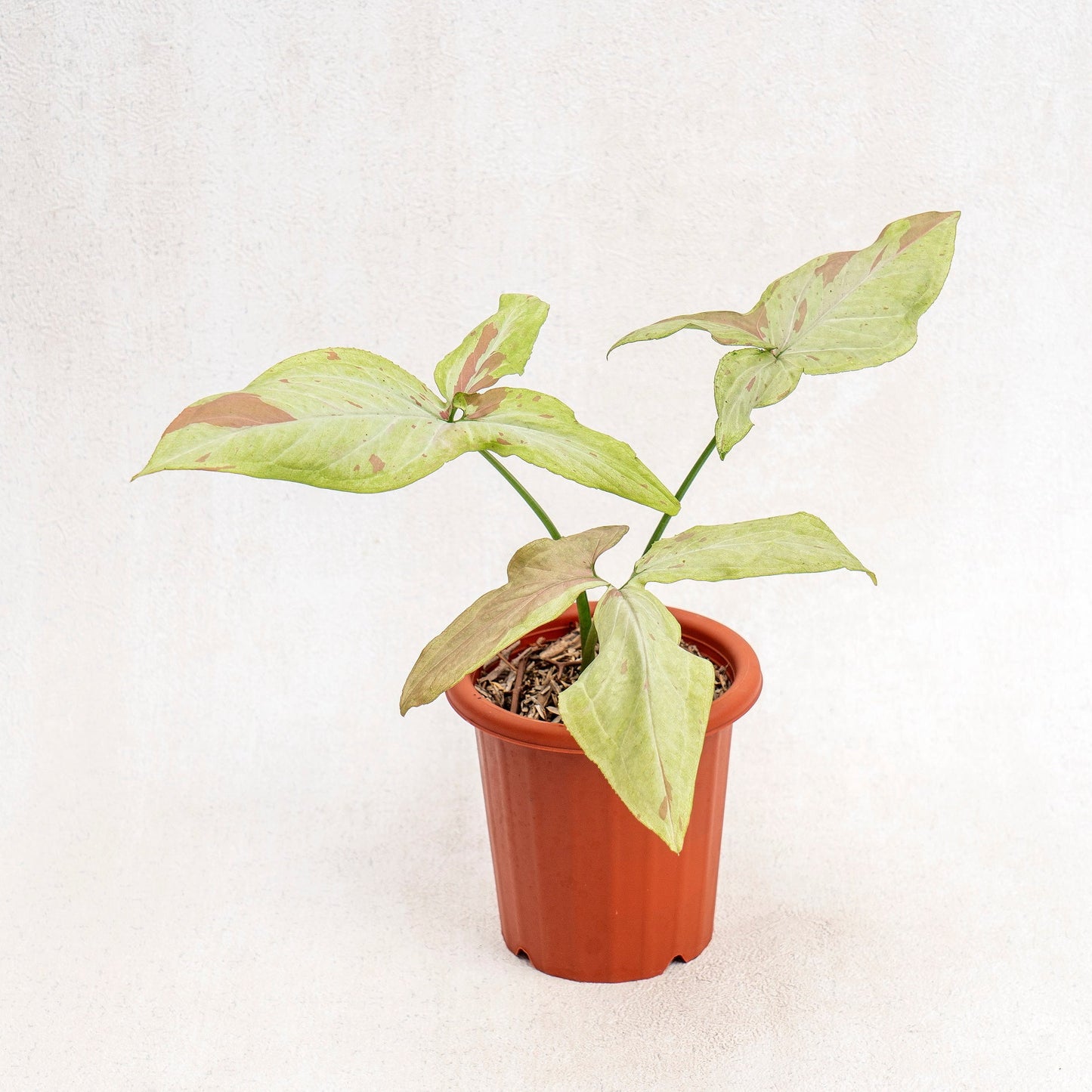 Syngonium Pink Salmon