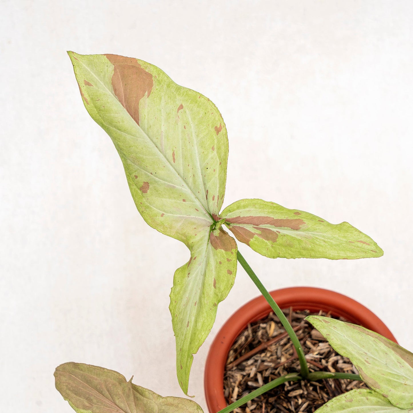 Syngonium Pink Salmon