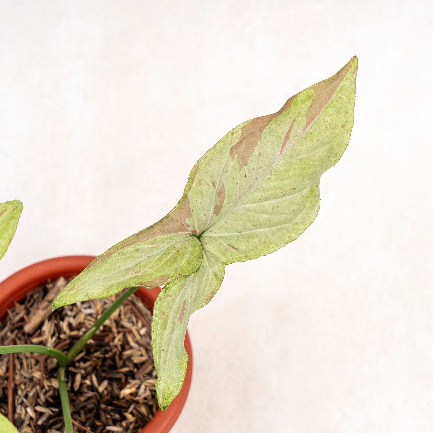 Syngonium Pink Salmon