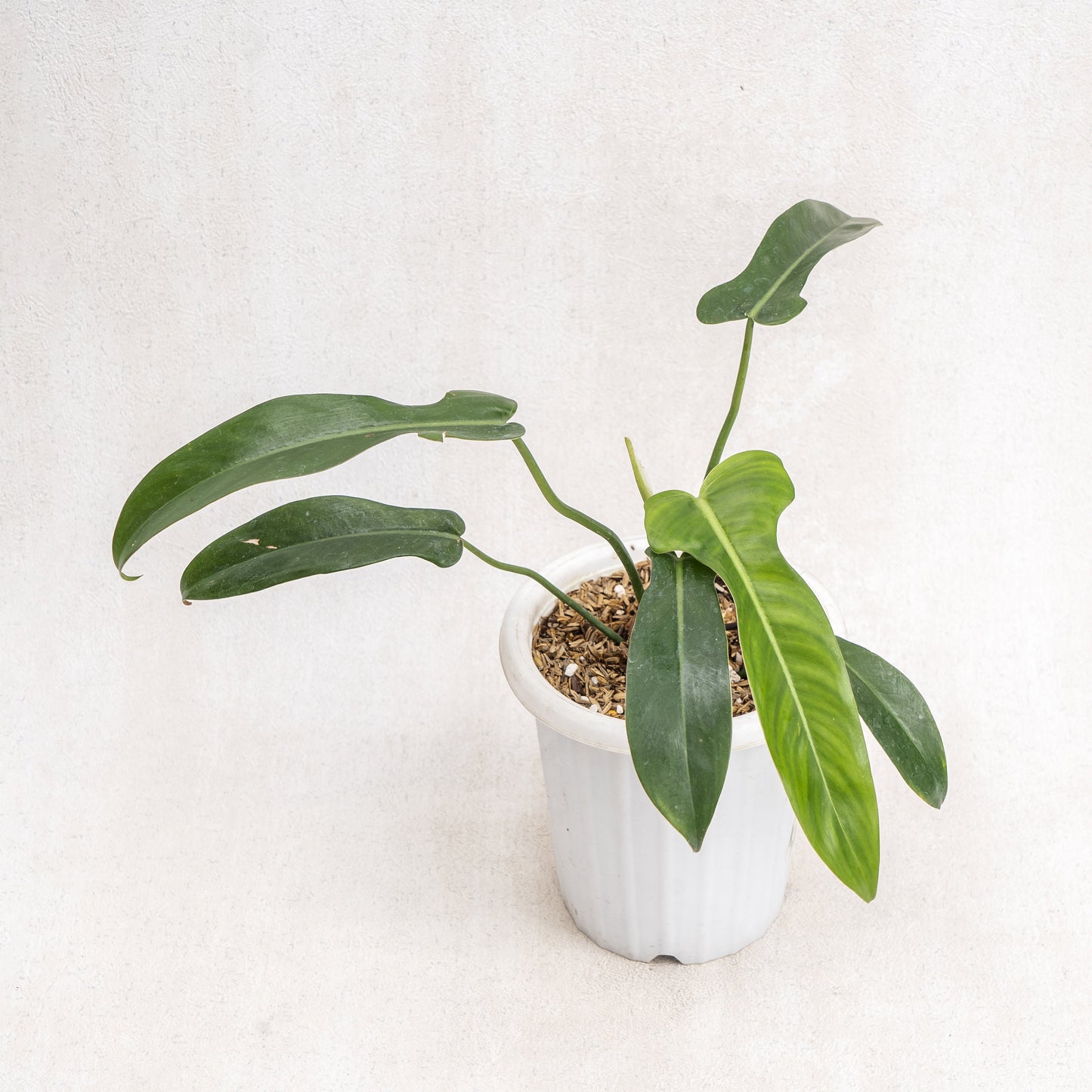 Philodendron Jerry Horne - Indonesian Rare Plants