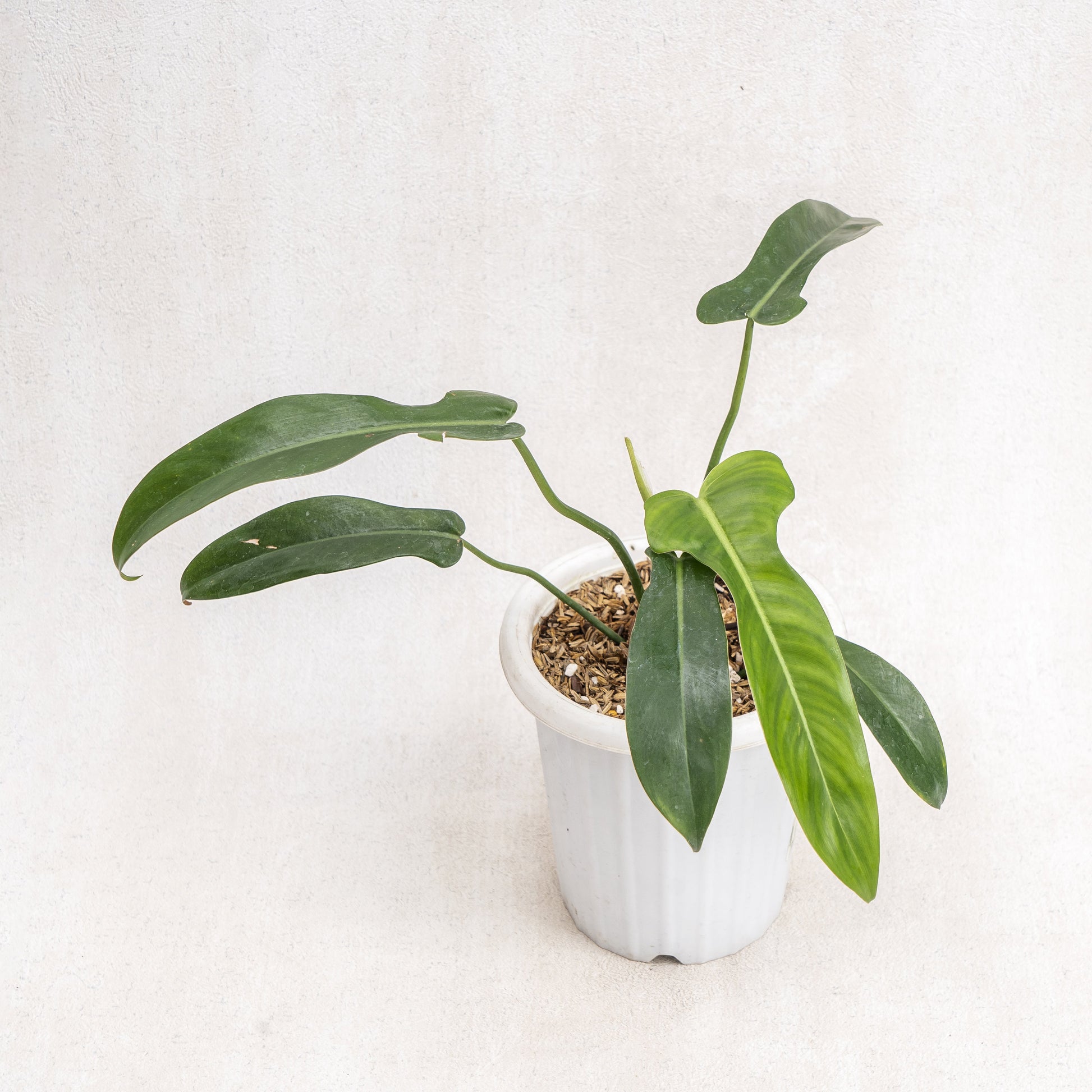 Philodendron Jerry Horne - Indonesian Rare Plants