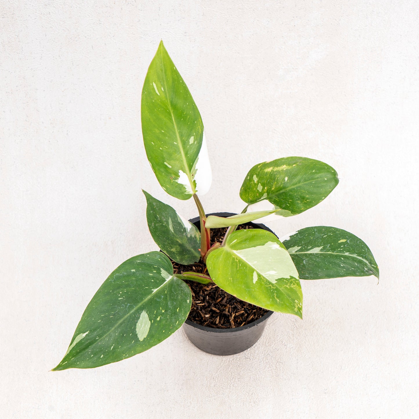 Philodendron White Princess - Indonesian Rare Plants