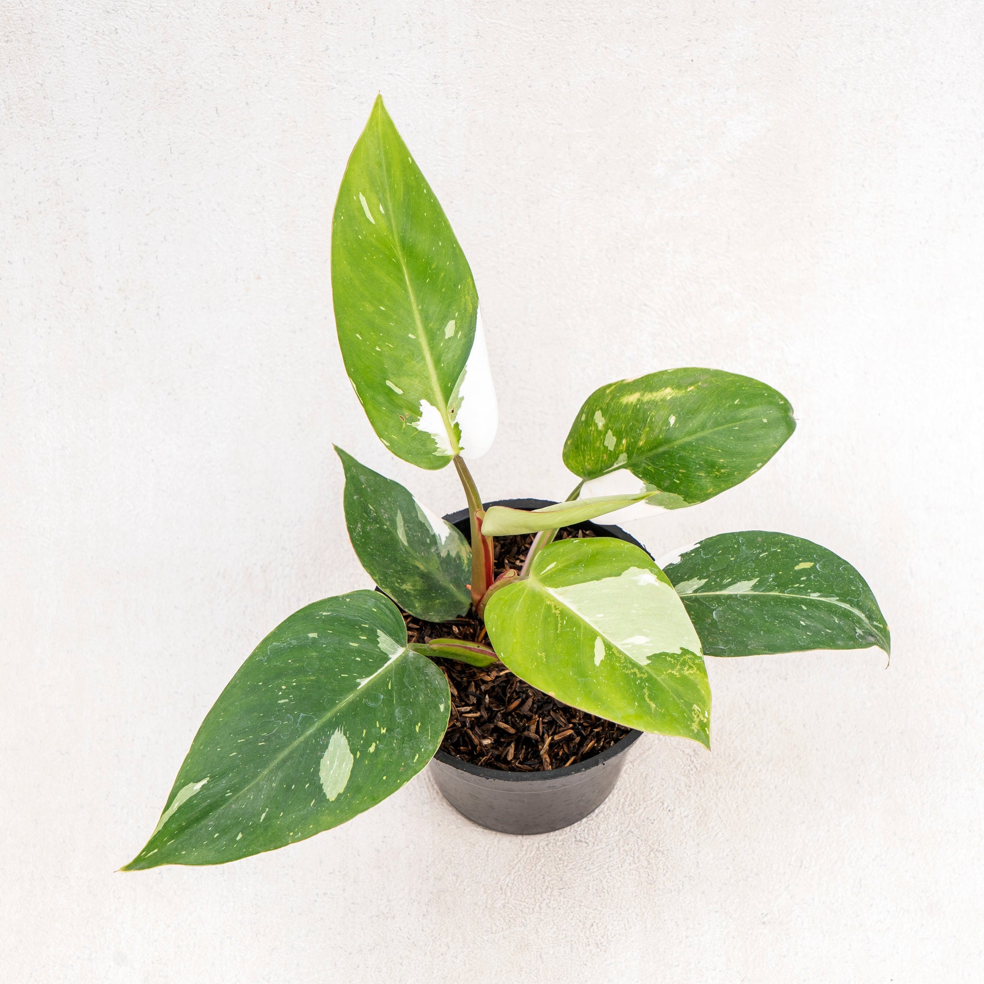 Philodendron White Princess - Indonesian Rare Plants