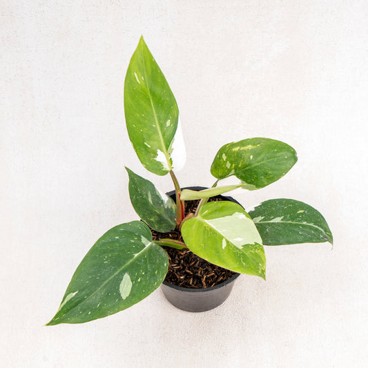 Philodendron White Princess - Indonesian Rare Plants