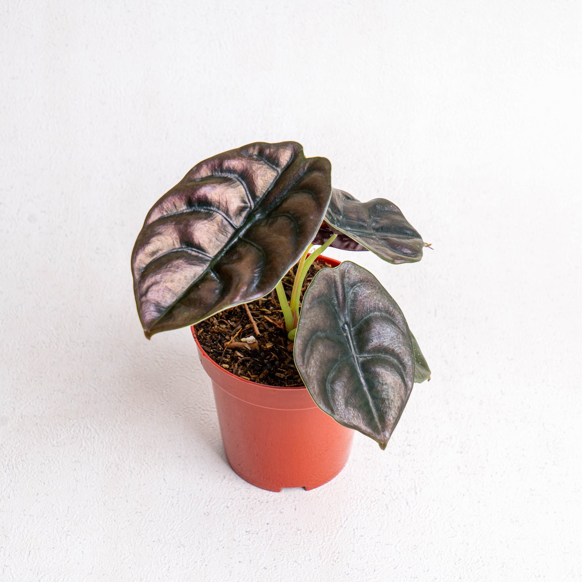 Alocasia Cuprea - Indonesian Rare Plants