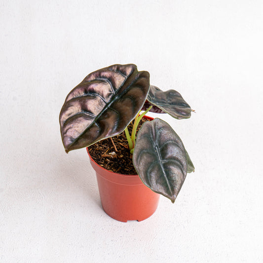 Alocasia Cuprea - Indonesian Rare Plants