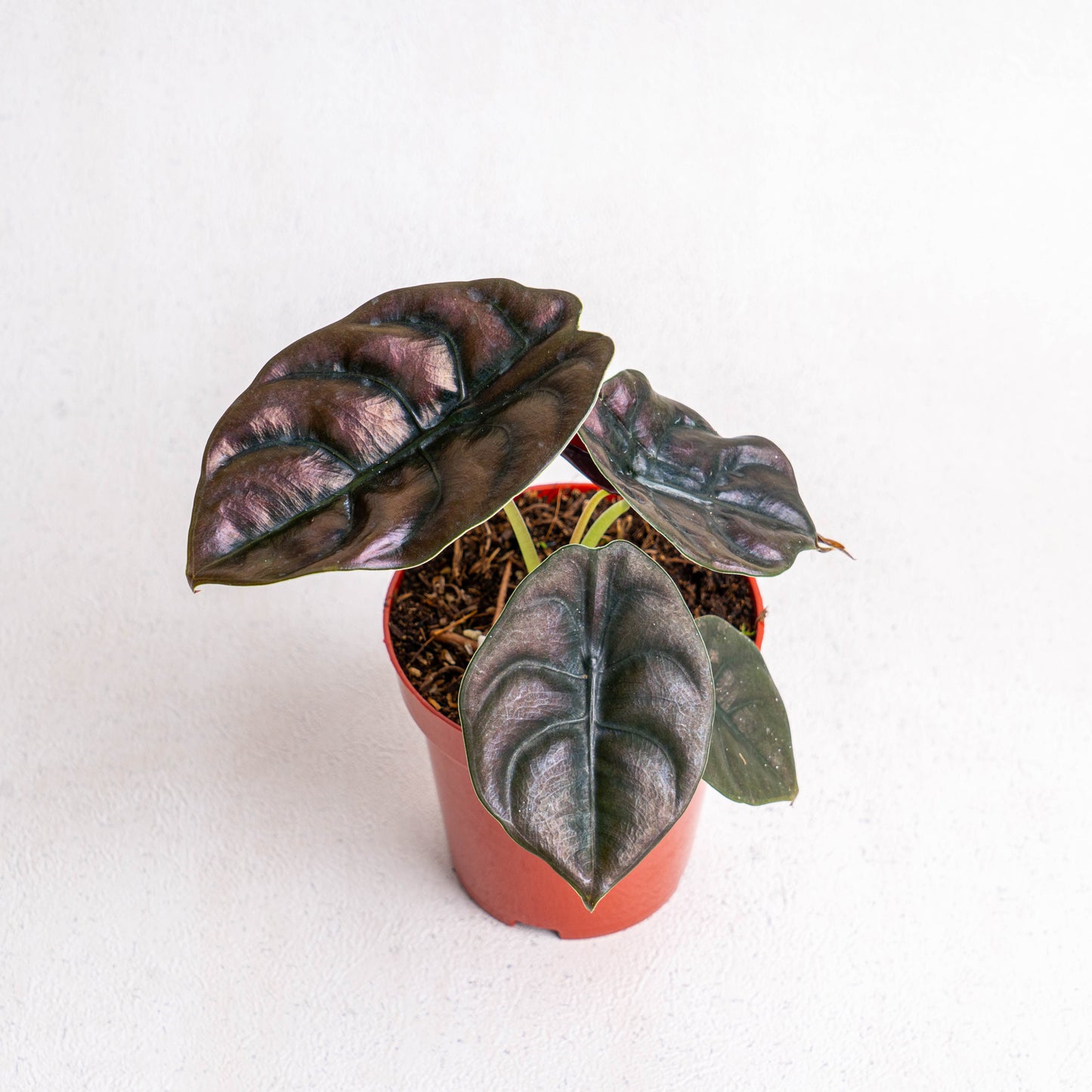 Alocasia Cuprea