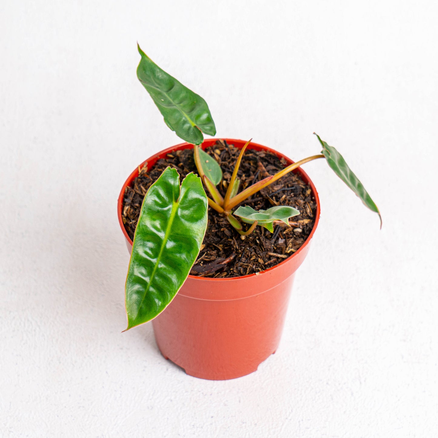 Philodendron Billiteae Little - Indonesian Rare Plants