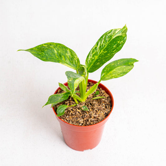 Philodendron Jose Buono - Indonesian Rare Plants