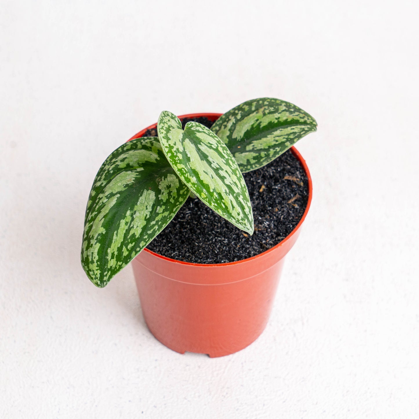 Scindapsus Tricolor - Indonesian Rare Plants