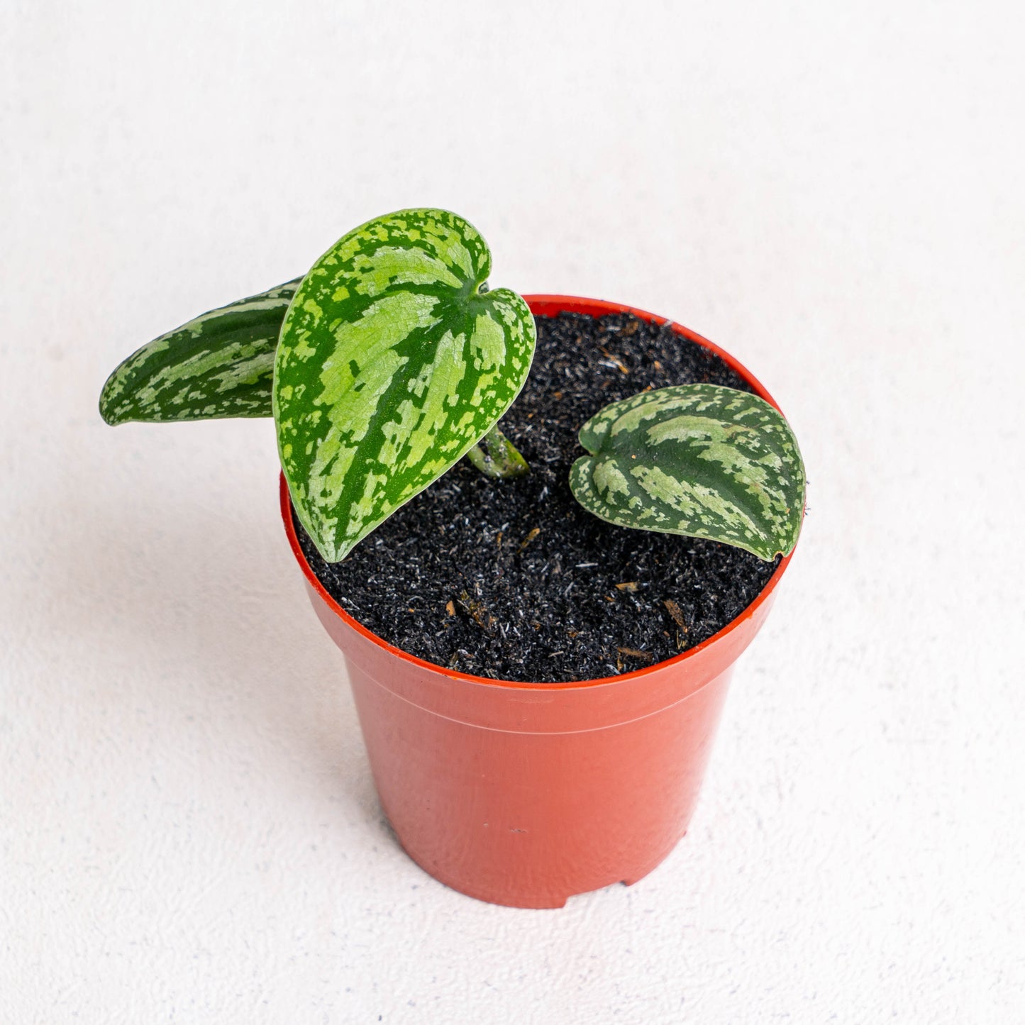 Scindapsus Tricolor