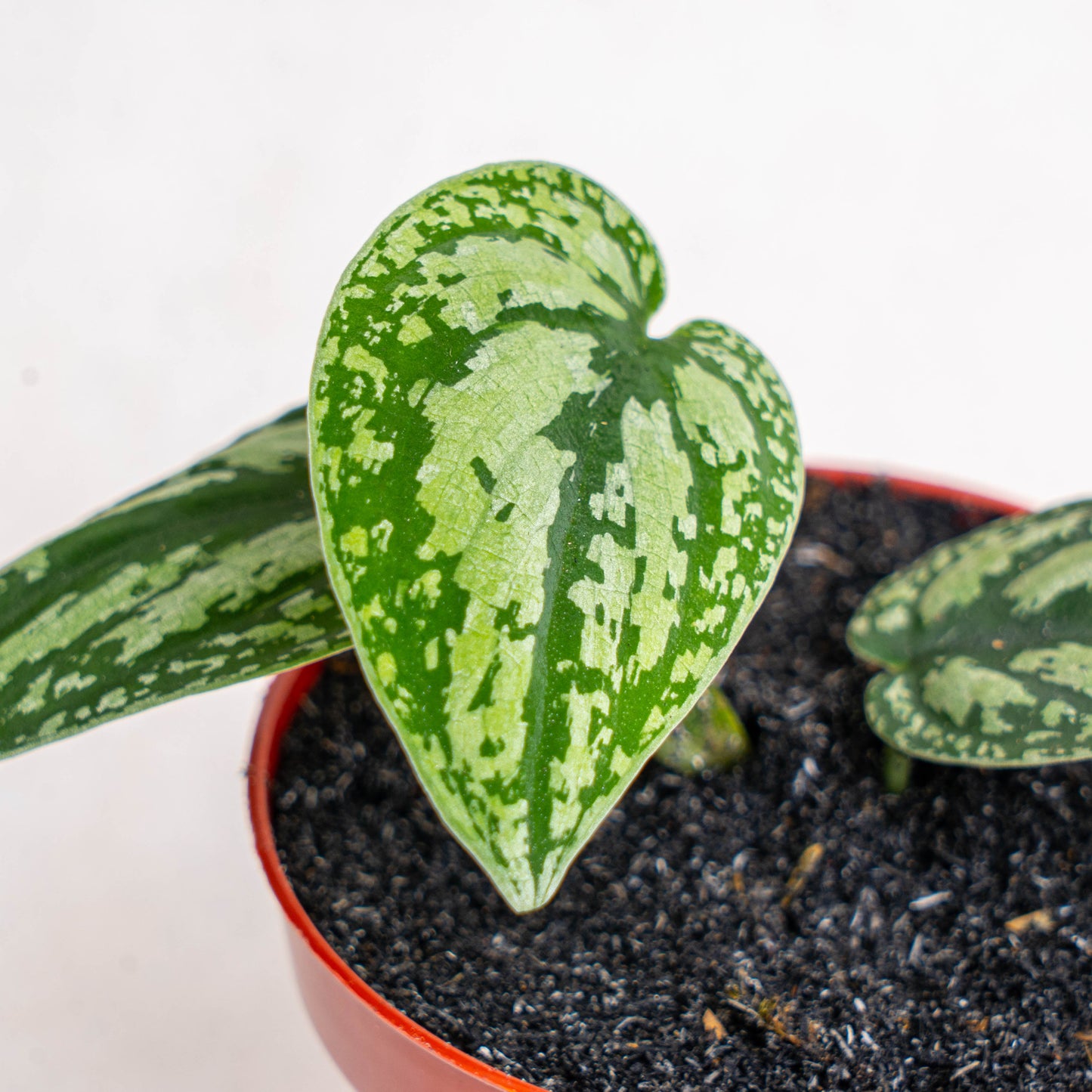 Scindapsus Tricolor