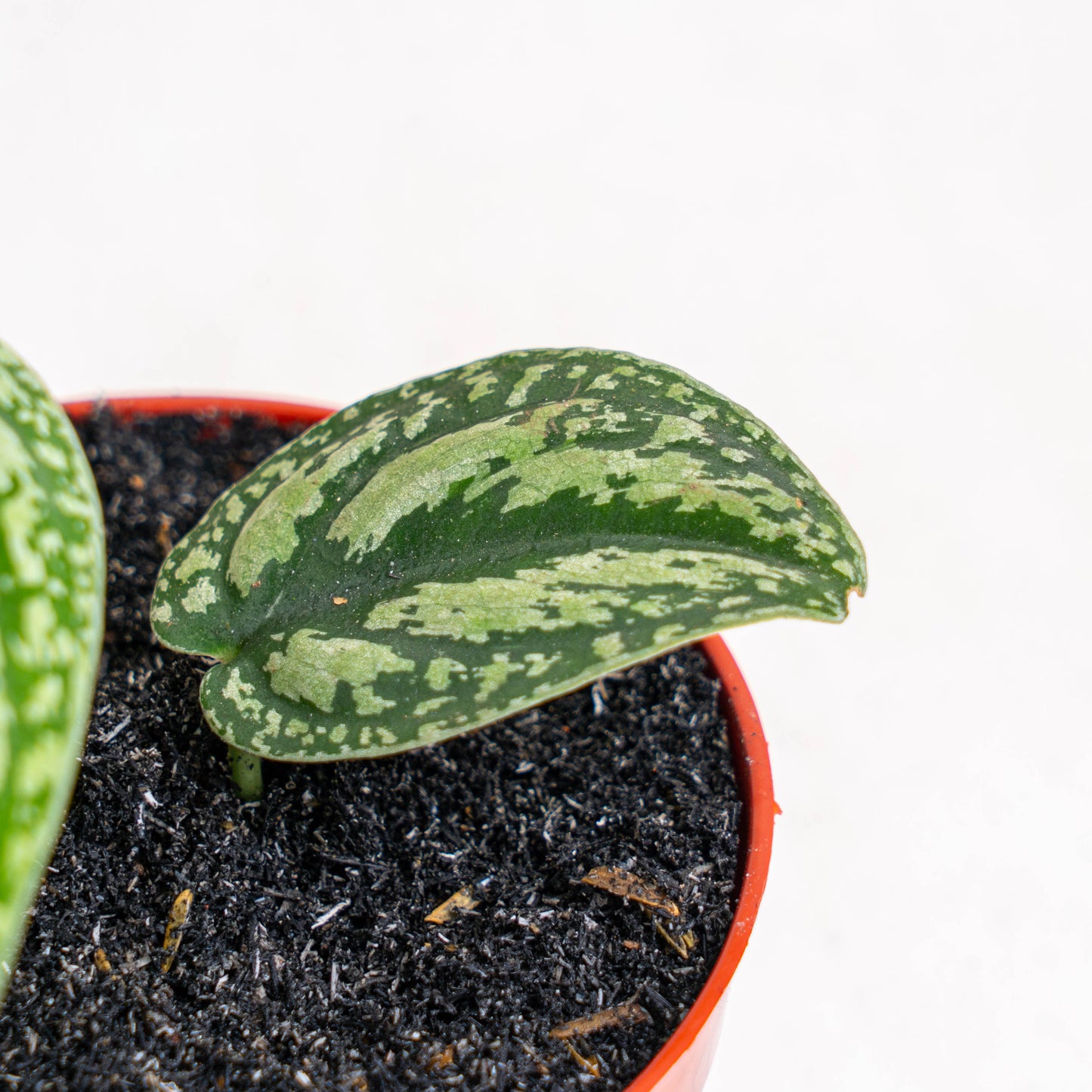 Scindapsus Tricolor