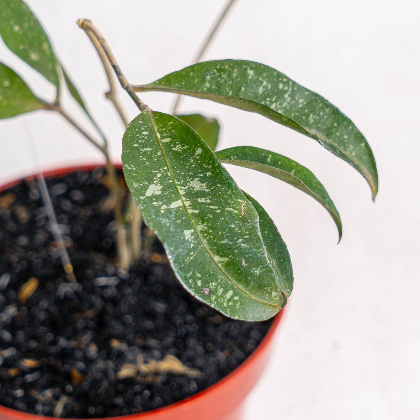 Hoya Amicabilis
