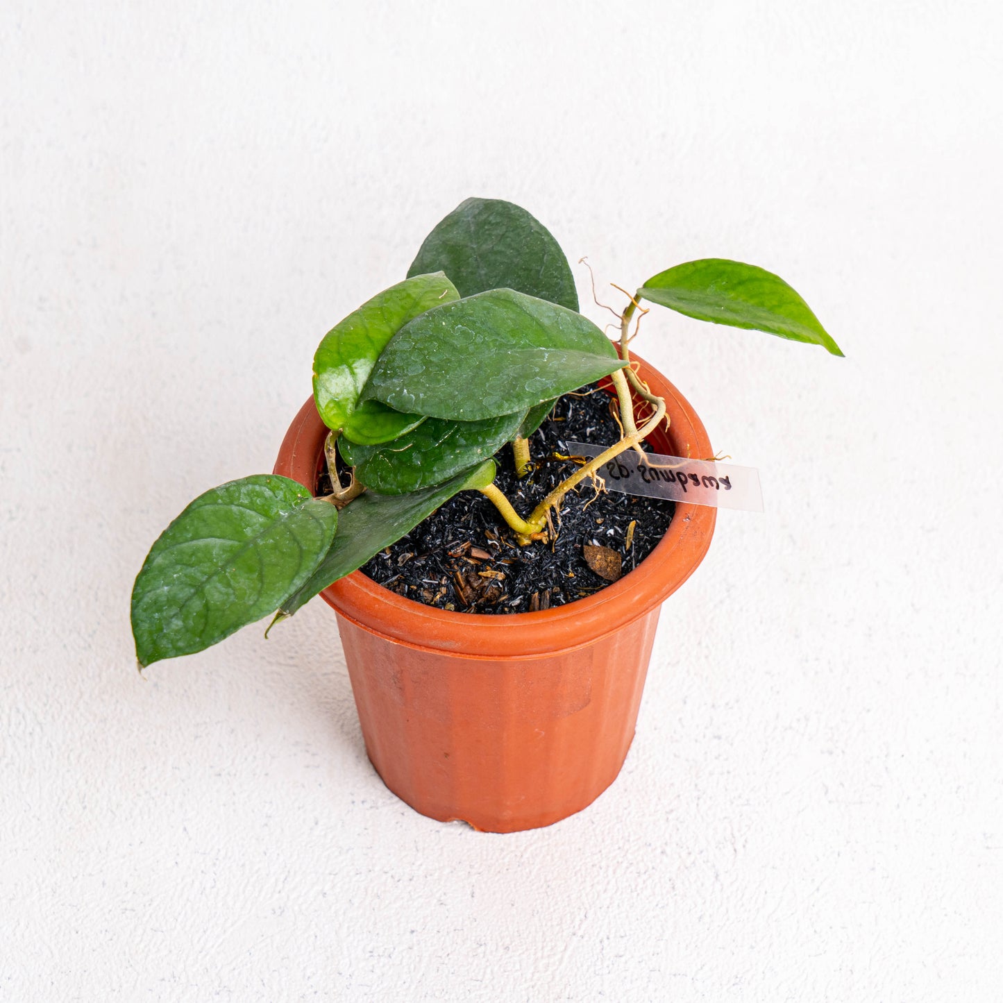 Hoya SP Sumbawa