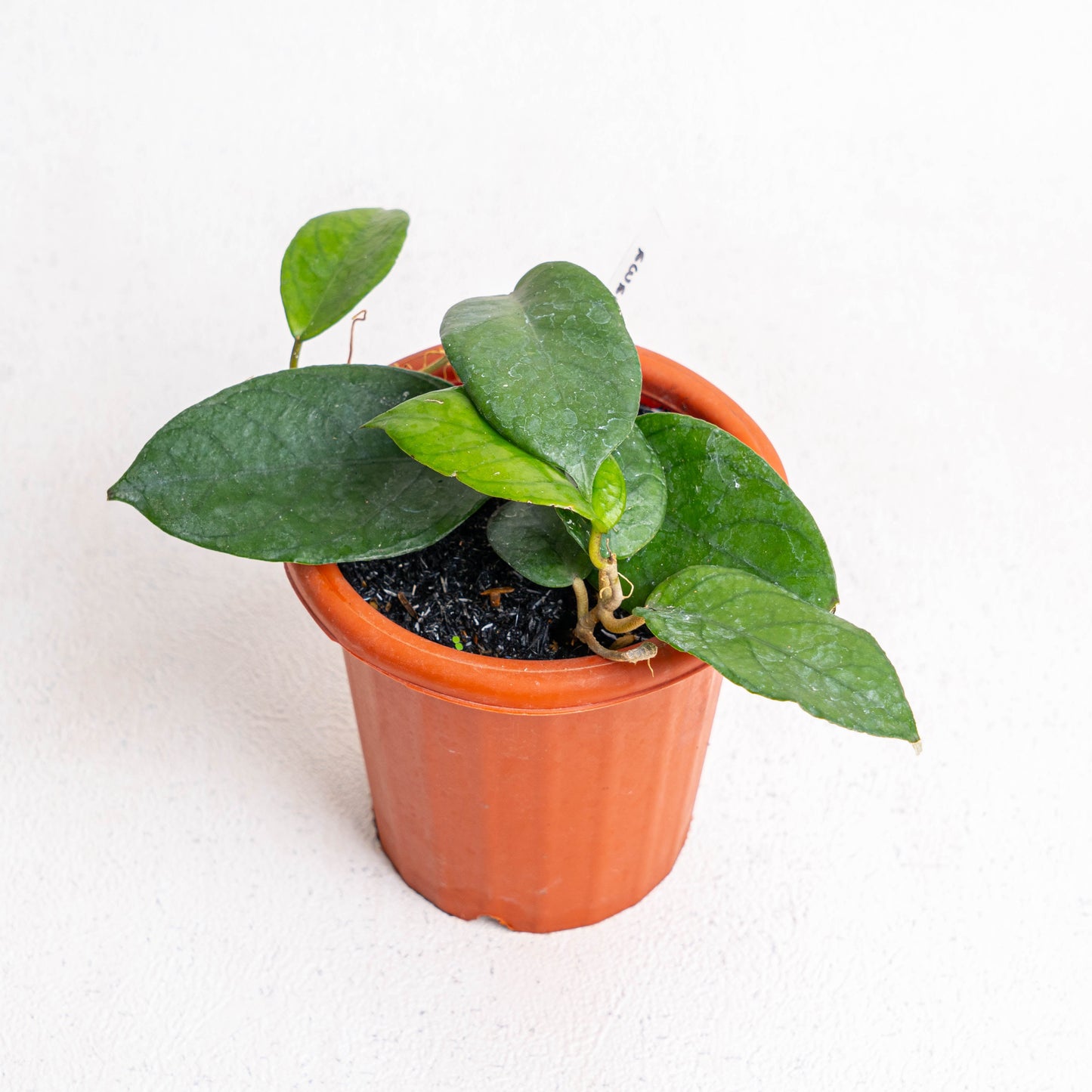 Hoya SP Sumbawa - Indonesian Rare Plants