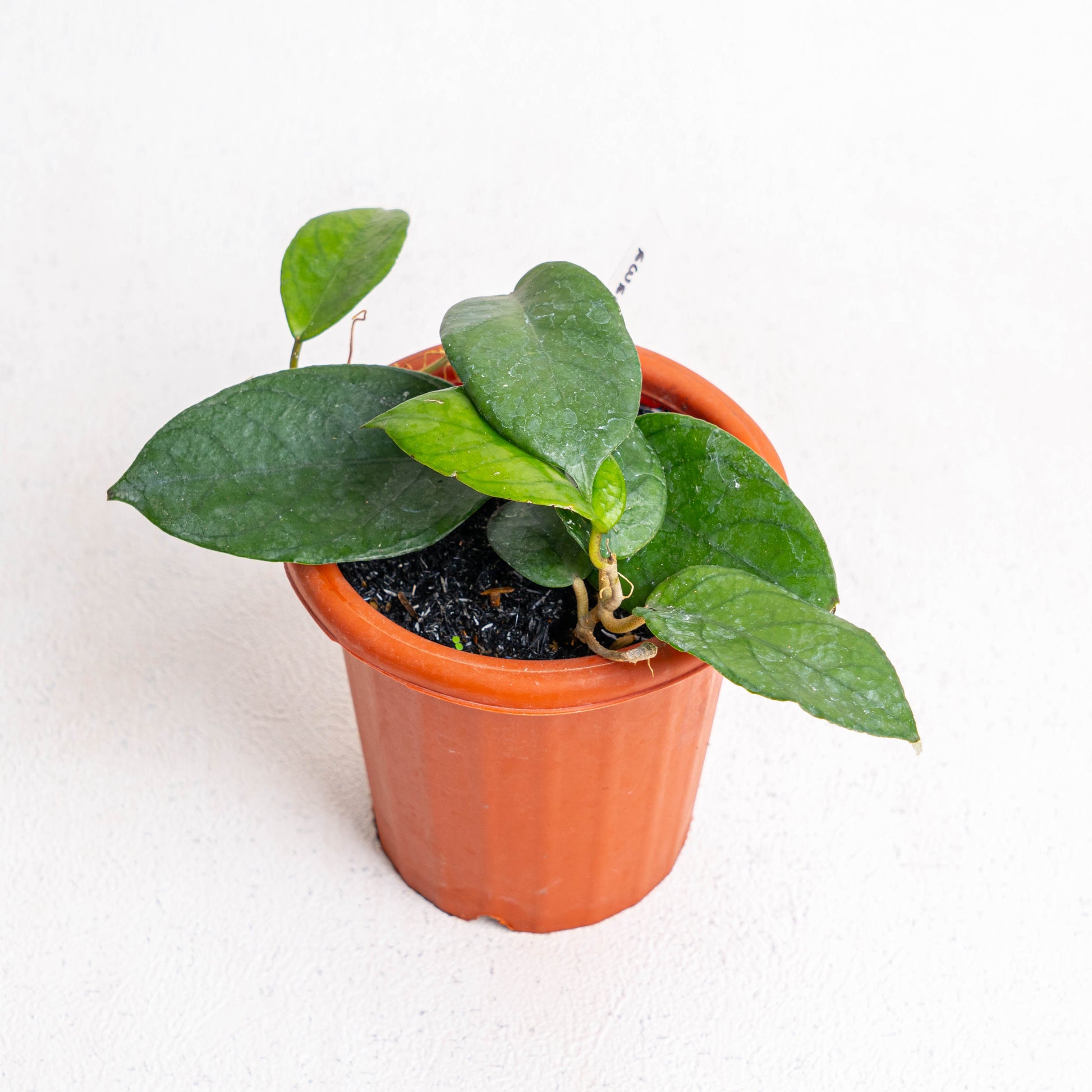 Hoya SP Sumbawa - Indonesian Rare Plants