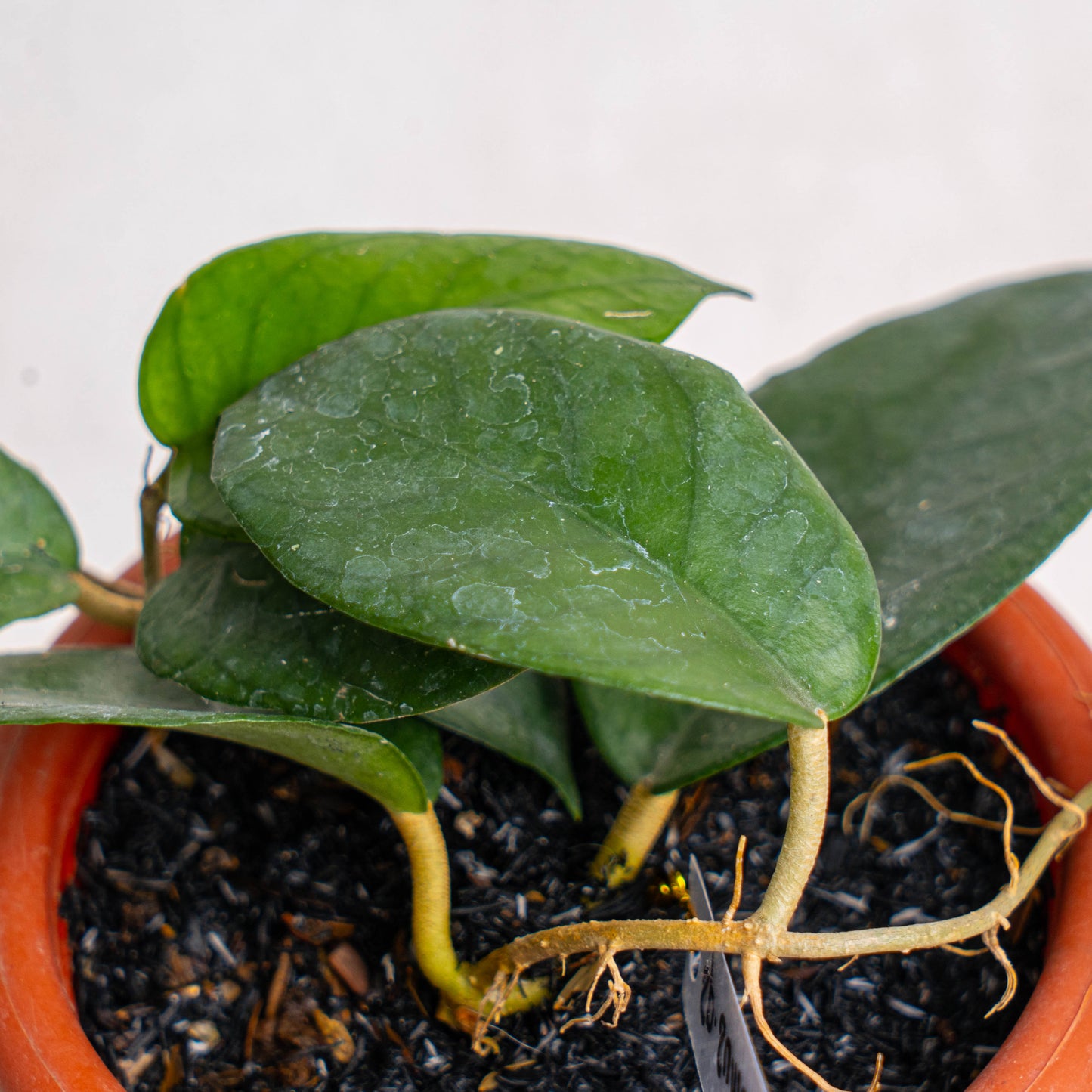 Hoya SP Sumbawa