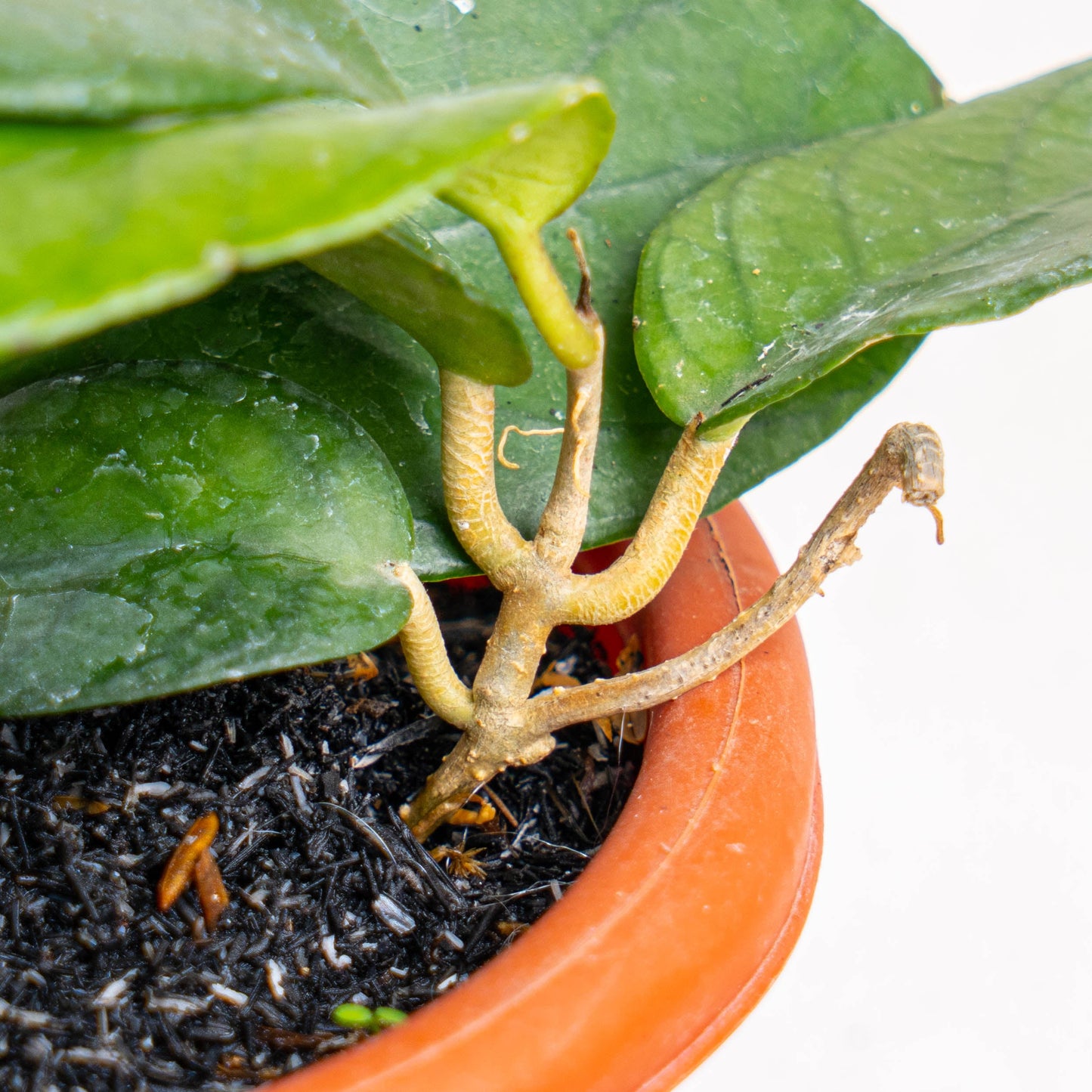Hoya SP Sumbawa